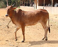 Red Kandhari Cow Red Kandhari 01.JPG
