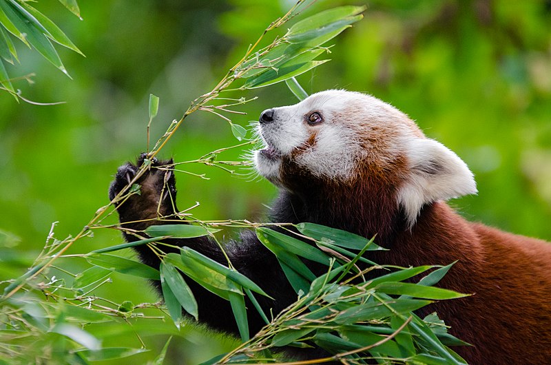 File:Red Panda (31094693096).jpg