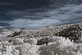 Français : Le Téton des Salines depuis Le Vila, Reynès (Pyrénées-Orientales, Languedoc-Roussillon, France) photographiée avec un filtre infrarouge 720 nm. Català: La Teta de Les Salines des del Vilar, Reiners (Pirineus Orientals, Llenguadoc-Rosselló, França) fotografiadat amb un filtre infraroig 720 nm. Español: La Teta de Las Salinas desde Le Vila, Reynès (Pirineos Orientales, Languedoc-Rosellón, Francia) fotografiada con un filtro infrarrojo 720 nm.