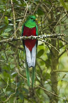 Resplendent Quetzal male - Cloud Forest in Costa Rica S4E9515 (25882674353).jpg