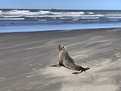 A young seal on the beach