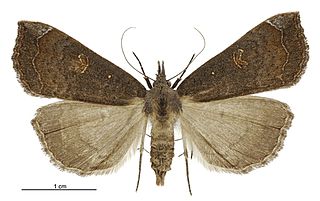 <i>Rhapsa scotosialis</i> Species of moth