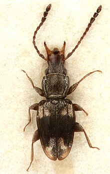 Rhinolaemus maculatus ТИП Habitus.jpg