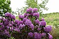 Rhododendrons