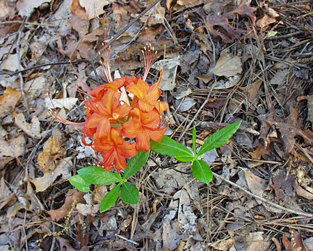 Rhododendron flammeum