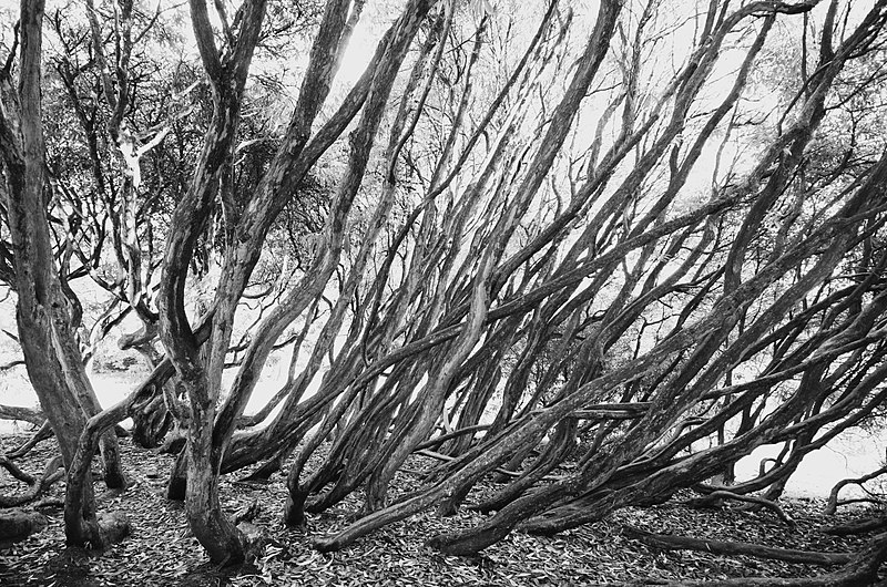 File:Rhododendron trunks (22185119301).jpg