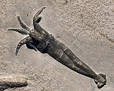 Fossil Rhomboteuthis from the Lower Callovian (c.  164 Mya, middle Jurassic) of La Voulte-sur-Rhône, France