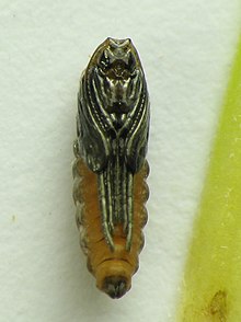 Rhopalomyia solidaginis, pupa Rhopalomyia solidaginis pupa.jpg