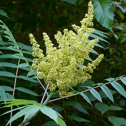 Сумах цветущий. Сумах оленерогий. Rhus glabra. Сумах оленерогий цветение. Сумах дубильный.