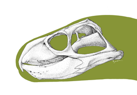 Реконструкция черепа Rhynchosaurus articeps