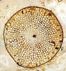 Farbbild eines Querschnitts eines fossilen Stammes von Rhynia gwynne-vaughanii, einer devonischen Gefa?pflanze