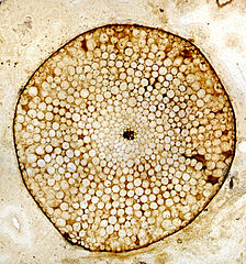 Image 29Transverse section of a fossil stem of the Devonian vascular plant Rhynia gwynne-vaughani (from Botany)