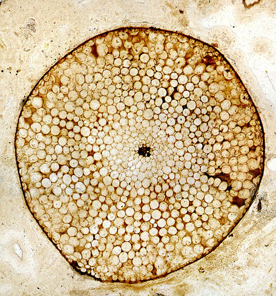 Rhynia, Lower Devonian Rhynie Chert, Scotland, UK. Transverse section through a stem preserved as a silica petrifaction, showing preservation of cellu