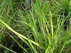 Oryza Sativa