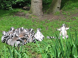 A troop of Ring-Tailed Lemurs Ringstaartmakis - Ring-tailed Lemur.jpg