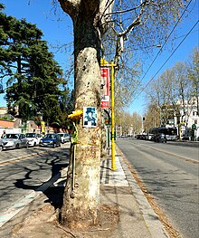 Albero sulla via Nomentana a Roma, su cui perse la vita Rino Gaetano, fotografato nel 2019