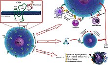 Rituximab mechanisms of action; the three major independent mechanisms are (1) antibody dependent cellular cytotoxicity (ADCC), (2) complement mediated cytotoxicity (CMC), and (3) apoptosis; subset panel illustrates a schematic view of CD20 structure and rituximab. Rituximab mechanisms of action.jpg