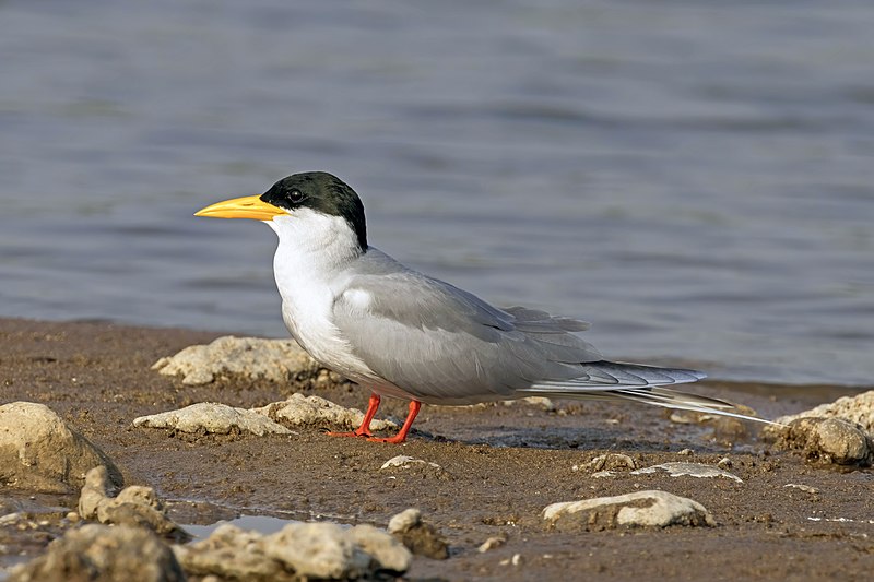 File:River tern (Sterna aurantia).jpg