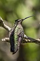 * Nomination Rivoli's hummingbird (Eugenes fulgens) female --Charlesjsharp 09:02, 24 March 2023 (UTC) * Promotion  Support Good quality. --LexKurochkin 09:16, 24 March 2023 (UTC)