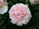 Rosa St. Swithun 2019-06-07 1327.jpg