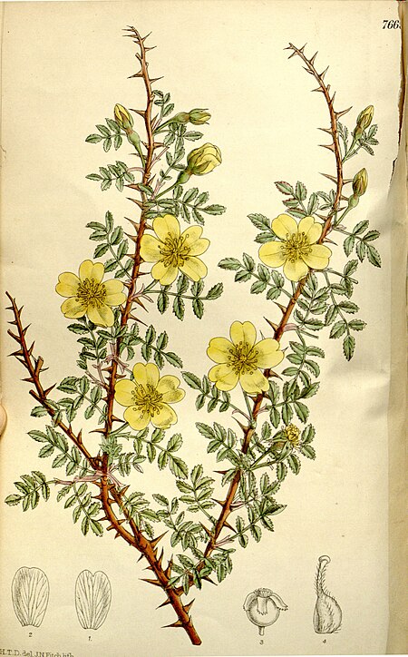 Rosa ecae