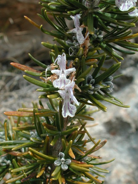 File:Rosmarinus2 officinalis.jpeg