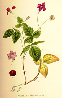 <i>Rubus arcticus</i> Berry and plant