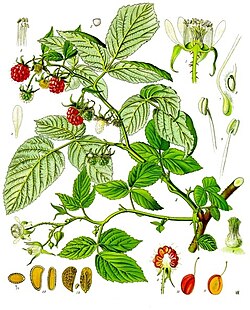 Rubus idaeus - Köhler–s Medizinal-Pflanzen-124.jpg