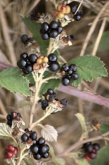 Rubus sanguineus fruit.JPG