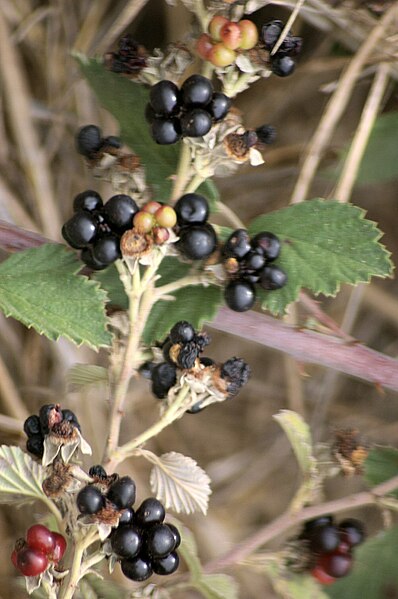 File:Rubus sanguineus fruit.JPG