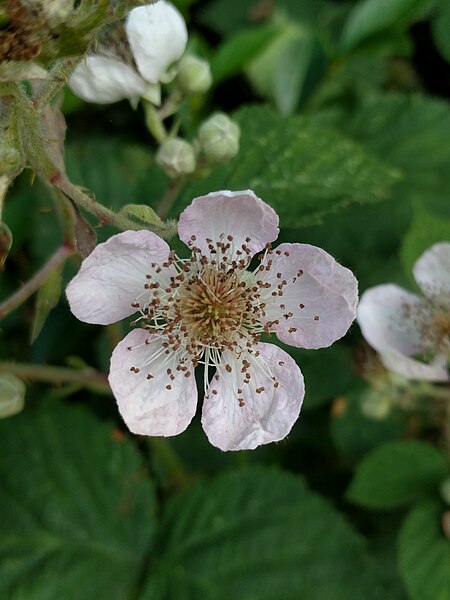 File:Rubus sp (Braam) - Coepelduyn, Noordwijk, NL.jpg