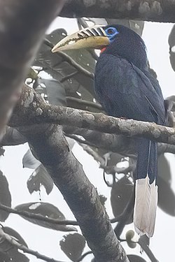 Rufous-necked Hornbill Female Mahananda Wildlife Sanctuary West Bengal India 06.11.2015.jpg