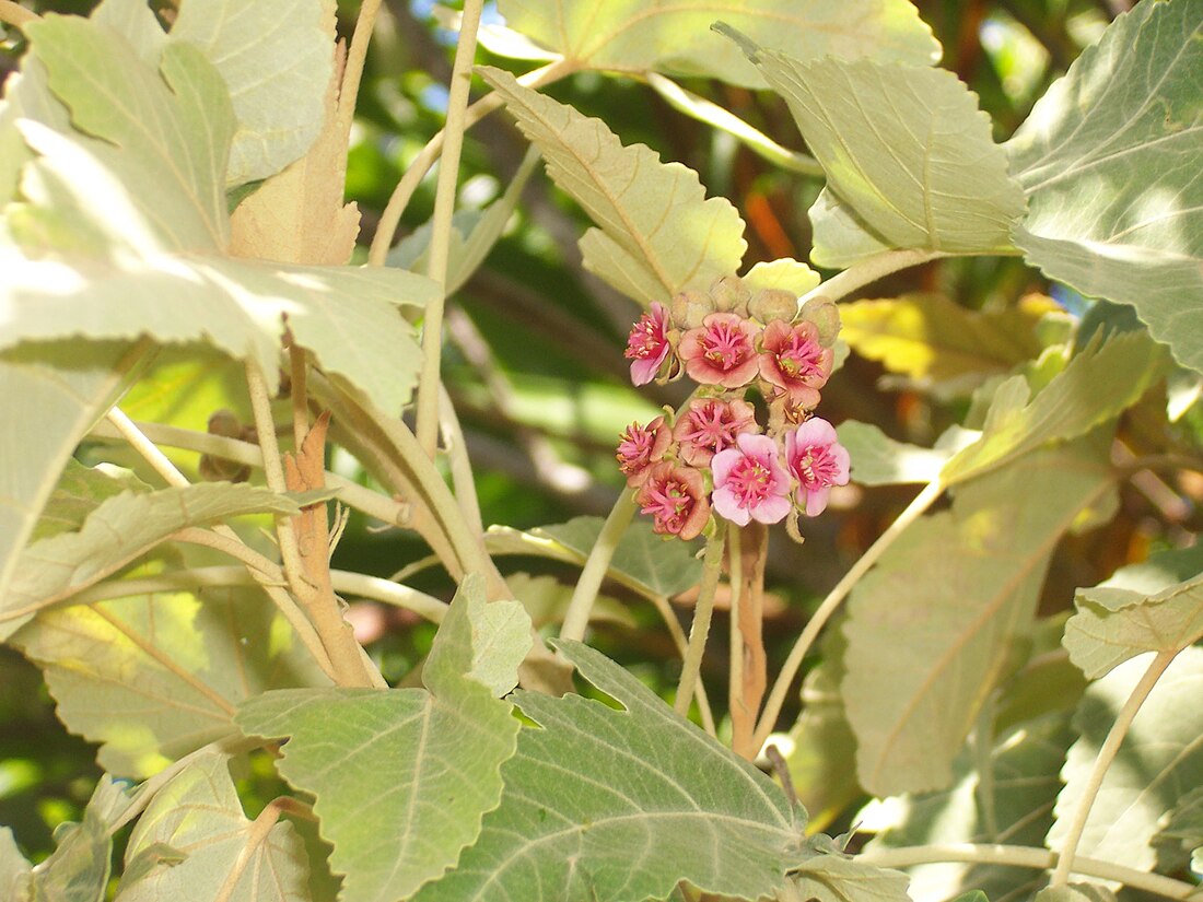 Ruizia cordata