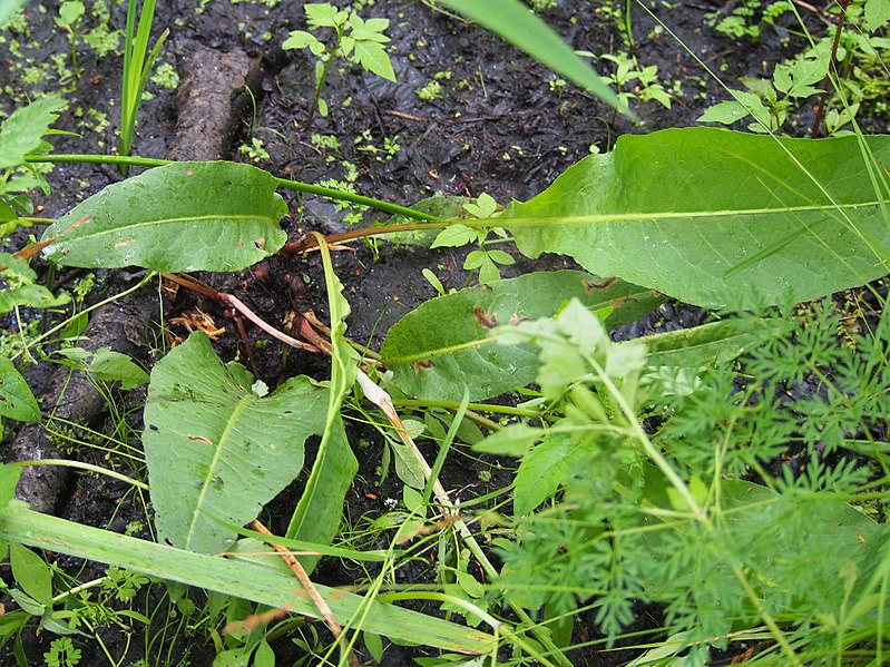 File:Rumex hydrolapathum Szczaw lancetowaty 2022-06-20 01.jpg