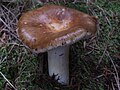 Russula.mustelina