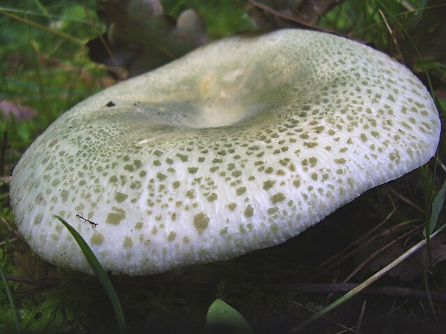 https://upload.wikimedia.org/wikipedia/commons/thumb/7/79/Russula_virescens3.JPG/640px-Russula_virescens3.JPG