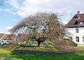 Monumentale beukenboom (Süntelbuche) in Bad Münder