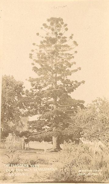 File:SLNSW 796362 The Floggers Tree Old Convict Settlement Gosford.jpg