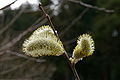 Salix gracilistyla (200704).jpg