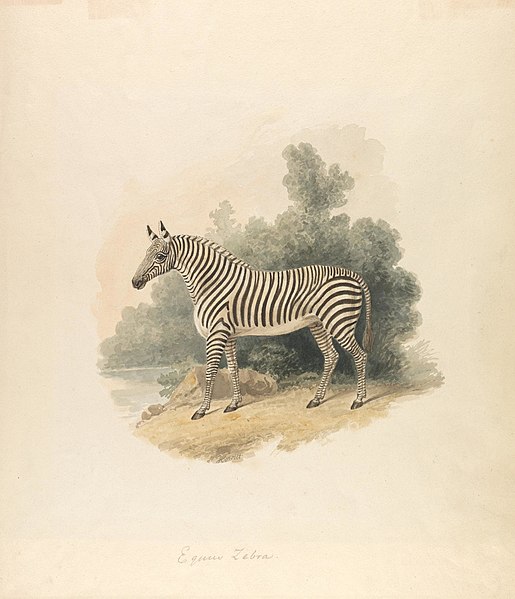 File:Samuel Howitt - A Zebra - B2006.14.24 - Yale Center for British Art.jpg