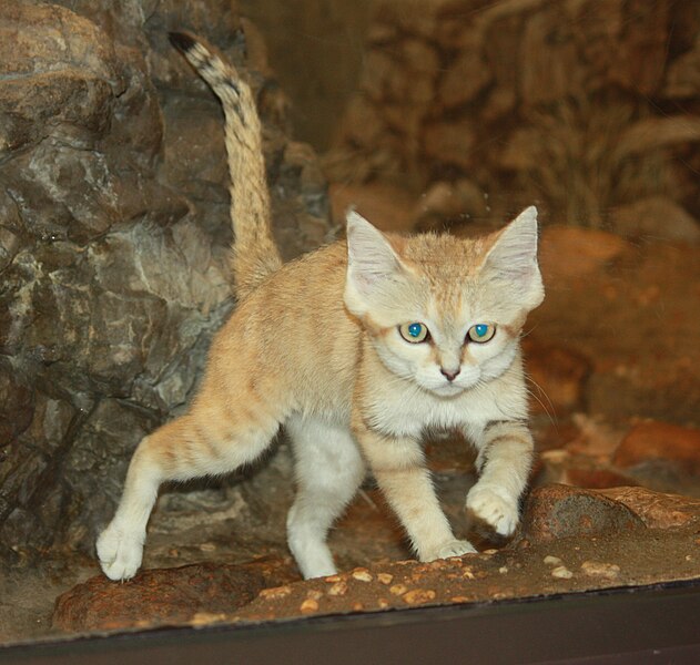 File:Sandcat1 CincinnatiZoo.jpg