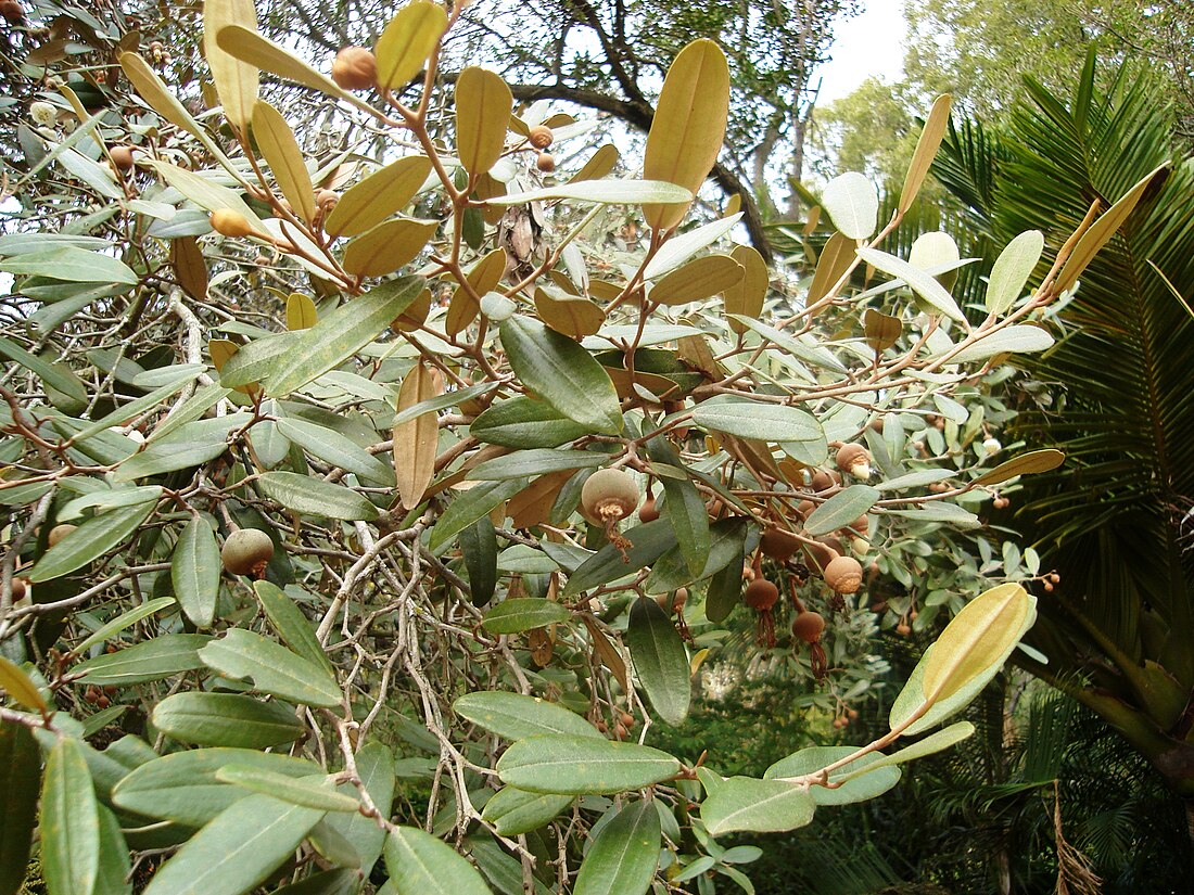 Sarcolaena oblongifolia