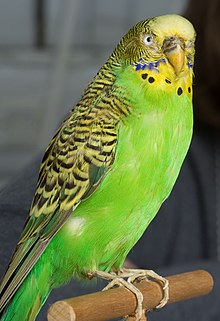 Sarkiethebudgie.jpg 