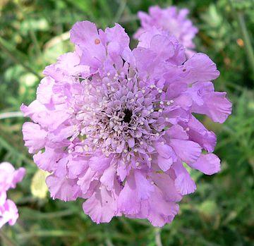 Scabiosa