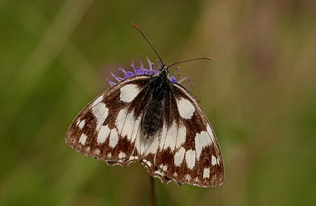 Fail:Schachbrett (Melanargia galathea), Hohlenwiesbach, Rocherath, Ostbelgien (19476366903).jpg