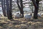 Vorschaubild für Schaap