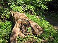 en: Coarse woody debris at the riverside walk / de: Totholz am Uferweg