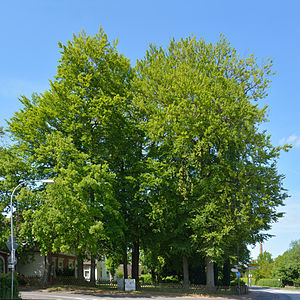 Schleswig-Holstein, Moorege, Naturdenkmal 34-03 NIK 3973.JPG