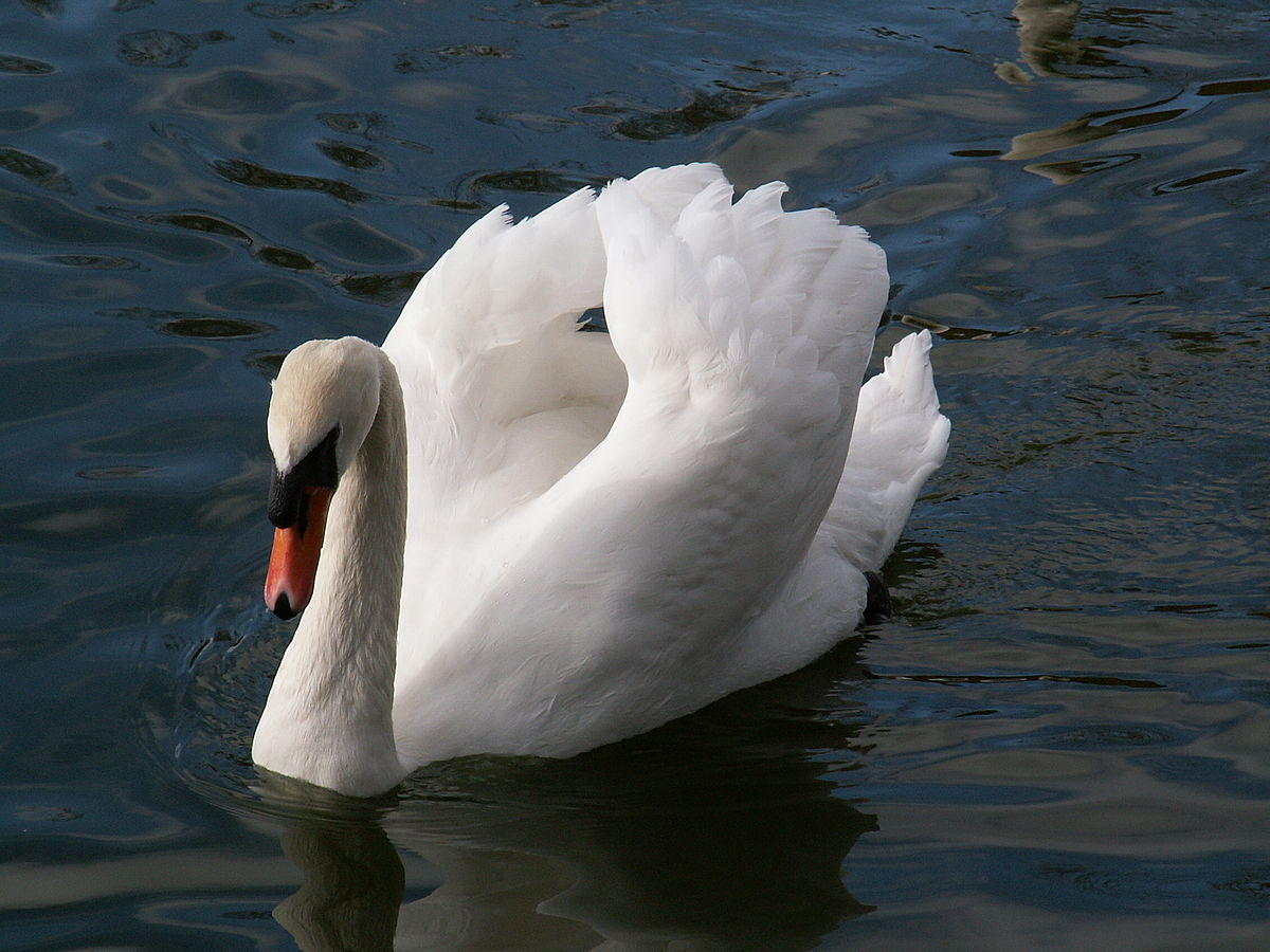 Swan