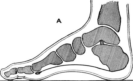 Sagittal section through the foot